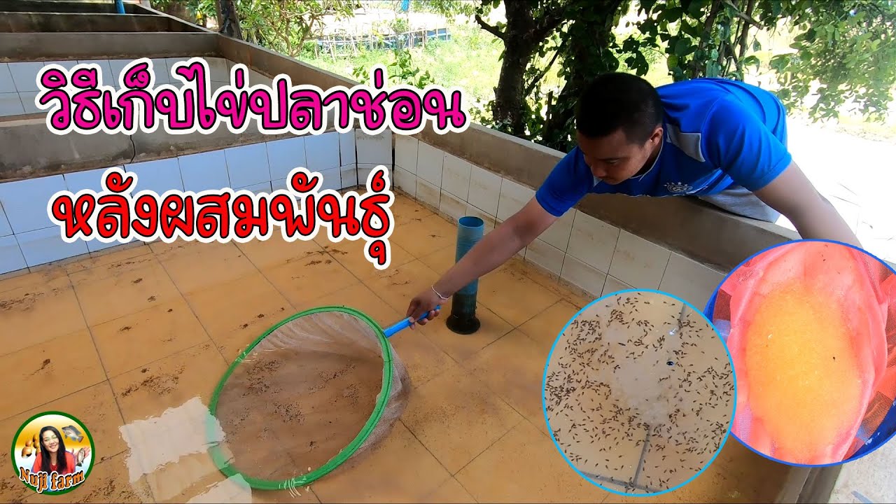วิธีเก็บไข่ปลาช่อน หลังผสมพันธุ์ #ปลาช่อน #ผสมพันธุ์#nuji #มงคลฟาร์ม