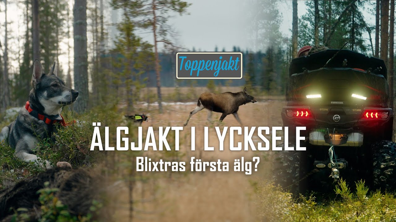 Älgjakt i Lycksele med Toppenjakt! (Blixtras första älg, eller?)