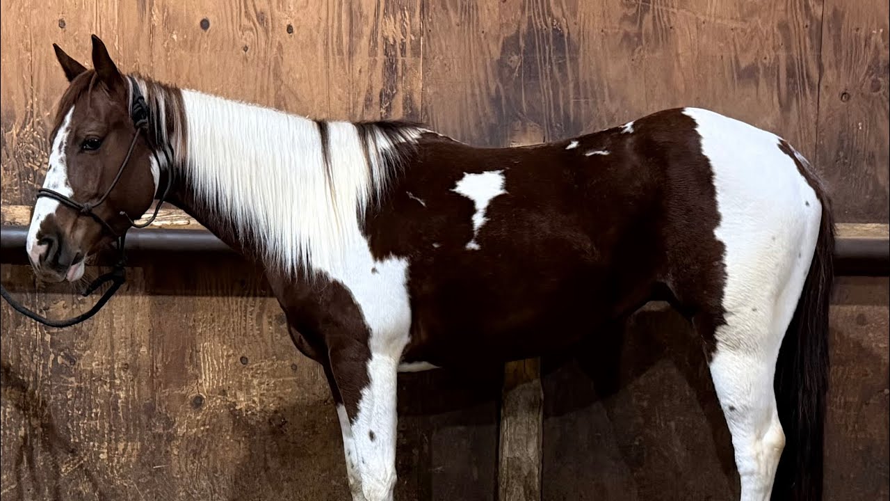 Catz Quejana Star - 2022 Filly - 20 rides