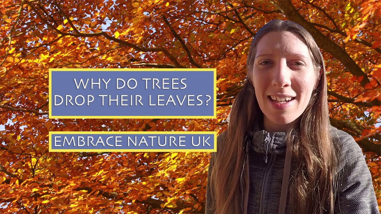WHY DO TREES DROP THEIR LEAVES? (EPISODE 3)