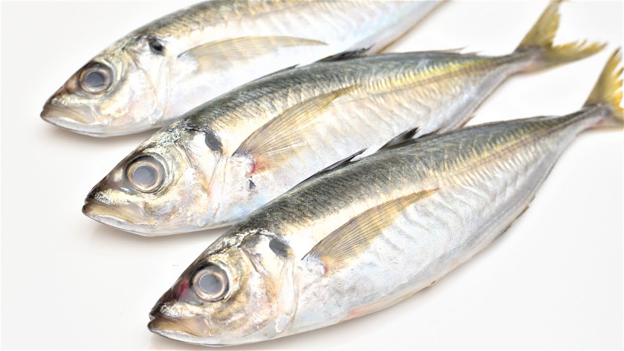 【ASMR】鯵（アジ）の捌き方～100均出刃包丁で三枚おろしにして刺身にする【音フェチ／手フェチ】【魚さばき】Filleting Fish