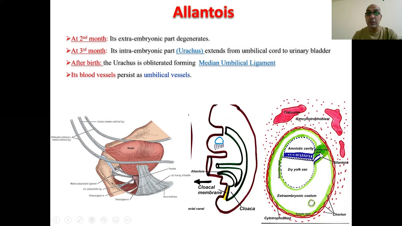Yolk sac (Lecture 10)
