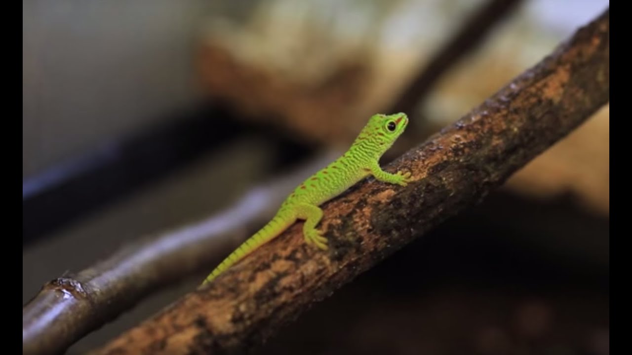 Spécial Bébés ! Éclosions chez les reptiles. Beauval, un œil en coulisse - Ep9