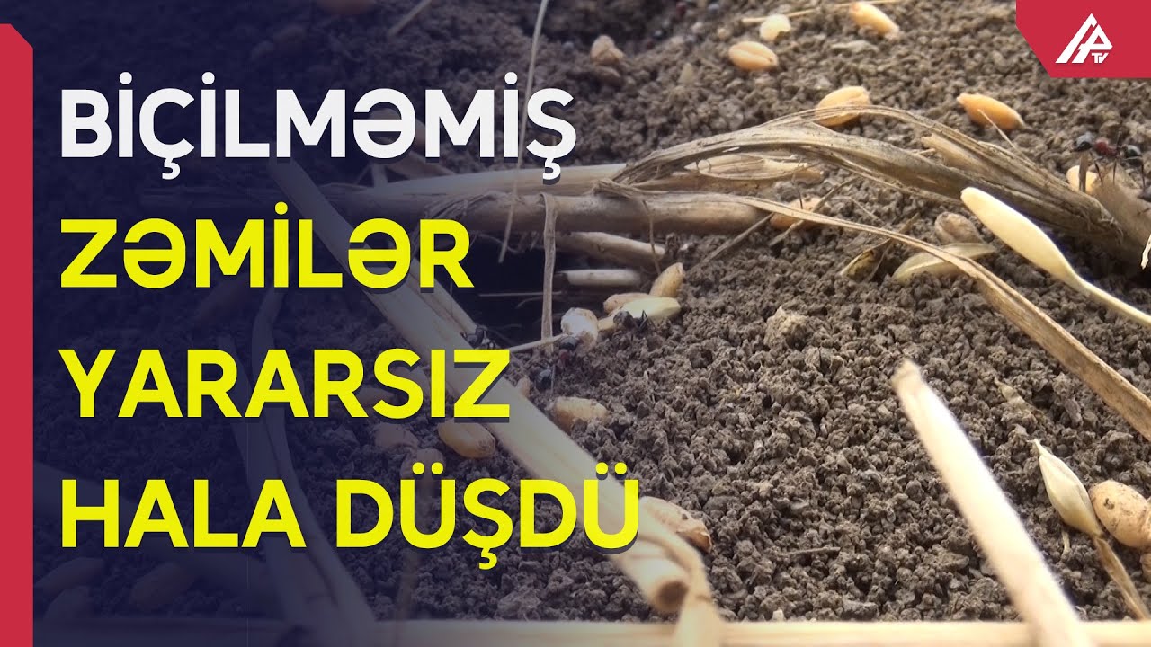 Cəlilabadlı fermerlər zəmiləri biçmədən şumlamaq niyyətindədirlər – APA TV