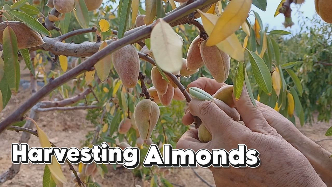 Hand-Harvesting Organic Almonds in California, No1 | You In Nature