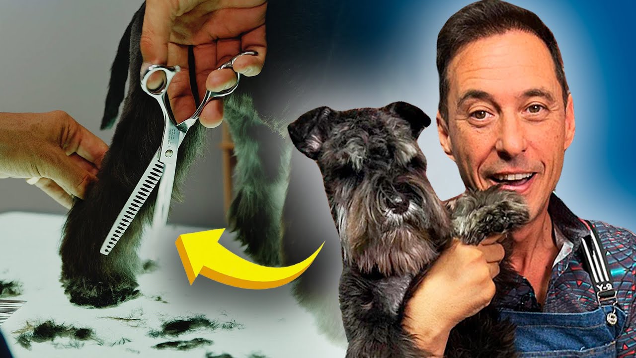 Mi SECRETO para CORTAR la PATA TRASERA del SCHNAUZER