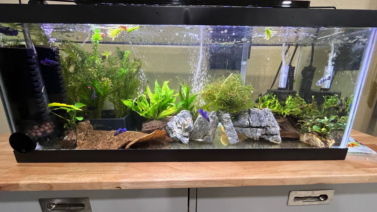 How to start a easy black worm culture at home
