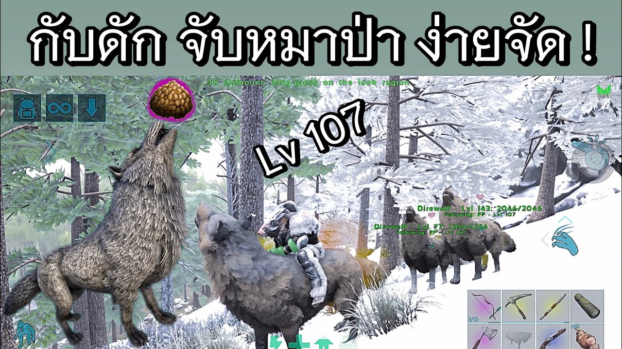 Arkมือถือ วิธี จับหมาป่า Direwolf ยกเเก๊ง ! [ ได้จ่าฝูง เวล 107 ]