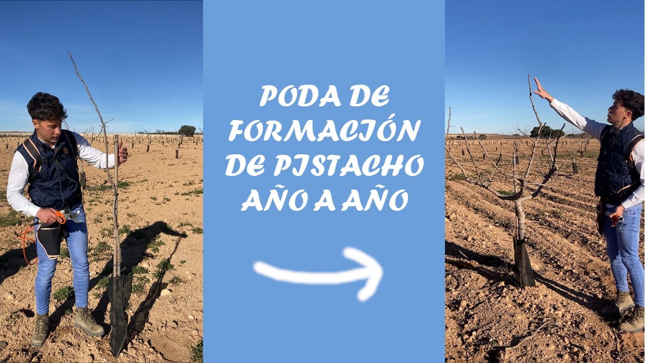 Poda de formación pistacho año a año 2023