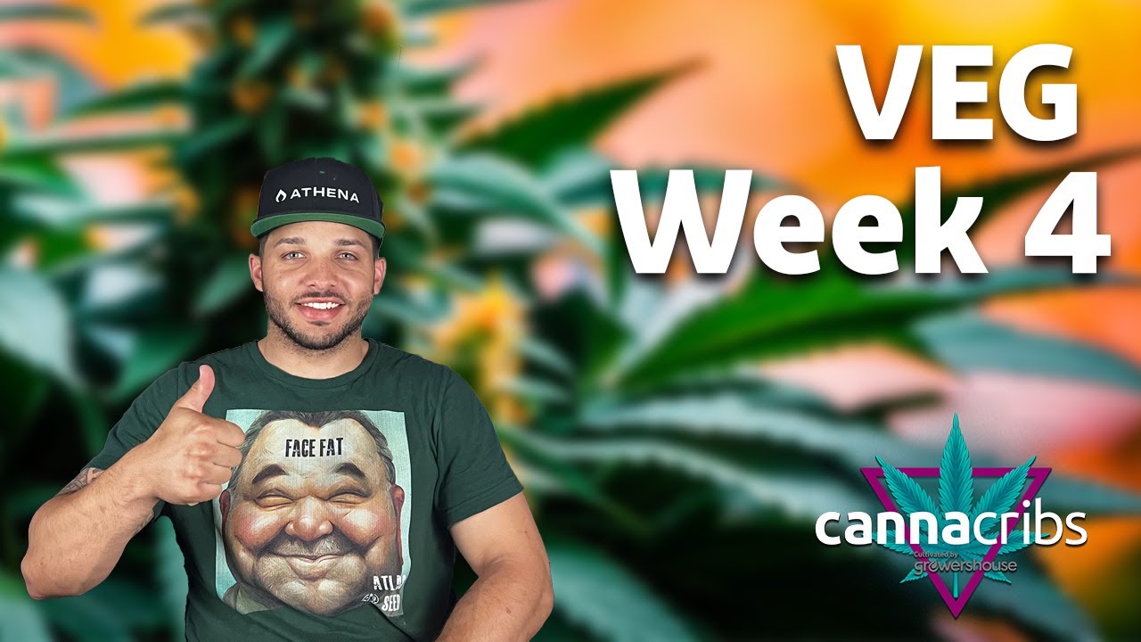 Dusa Farms -  Veg - WEEK 4