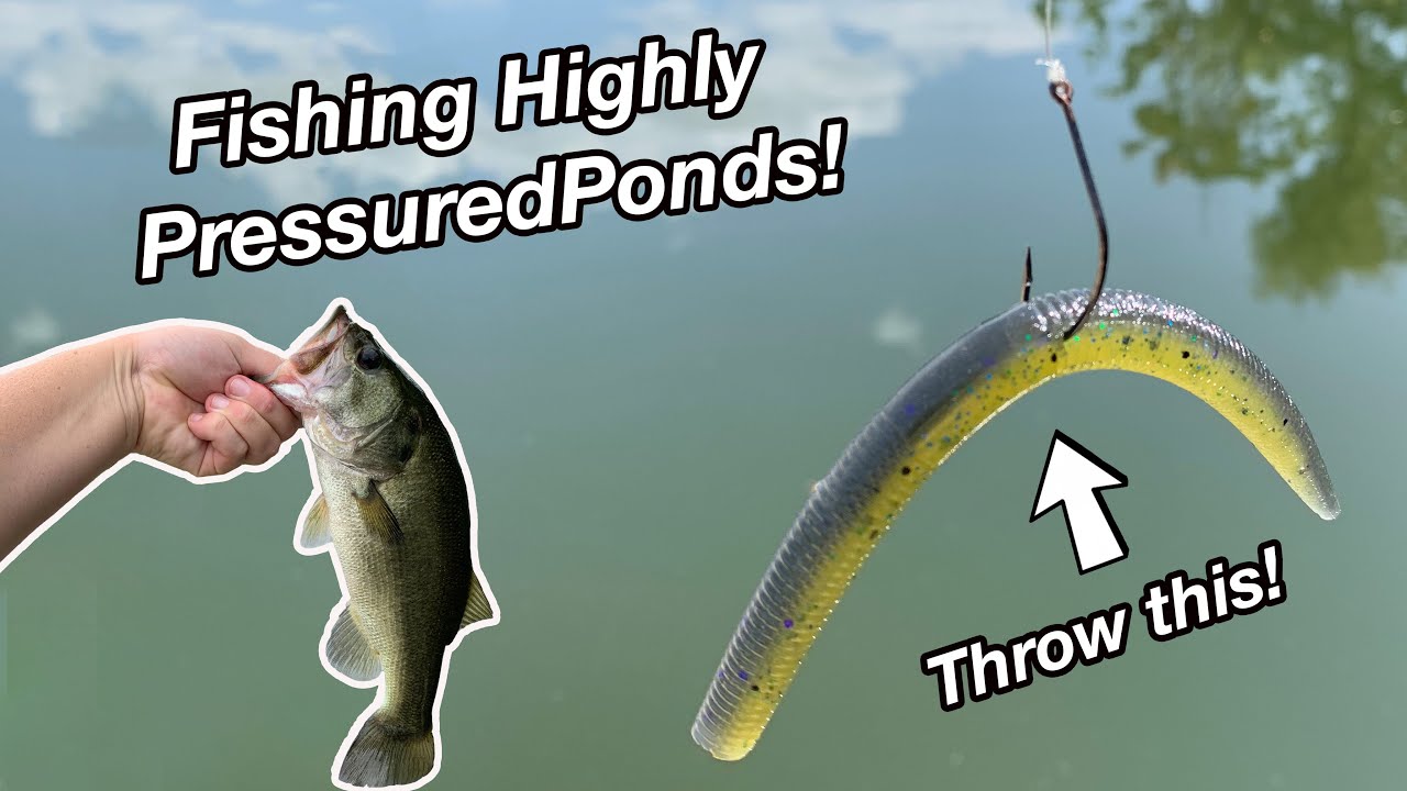 Fishing for HIGHLY Pressured Bass! (Fischer Park New Braunfels, TX)