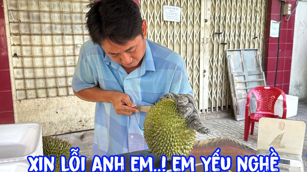🟢Xin lỗi anh em..! em yếu nghề sầu riêng chuồng bò rồi
