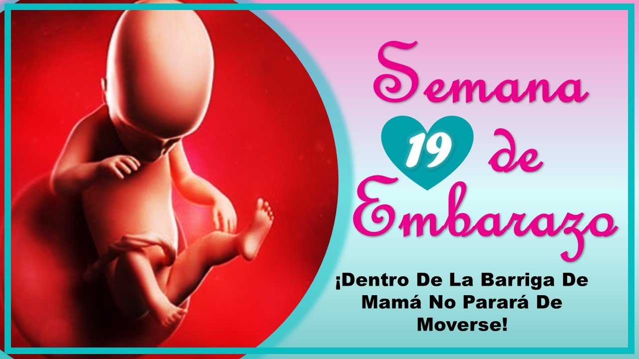 ❤️ SEMANA 19 DE EMBARAZO🤰 ❤️ ⏩  EMBARAZO SEMANA A SEMANA ⏩ Desarrollo y Evolución del Bebé 👶🏻