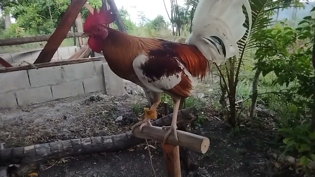 redpyle