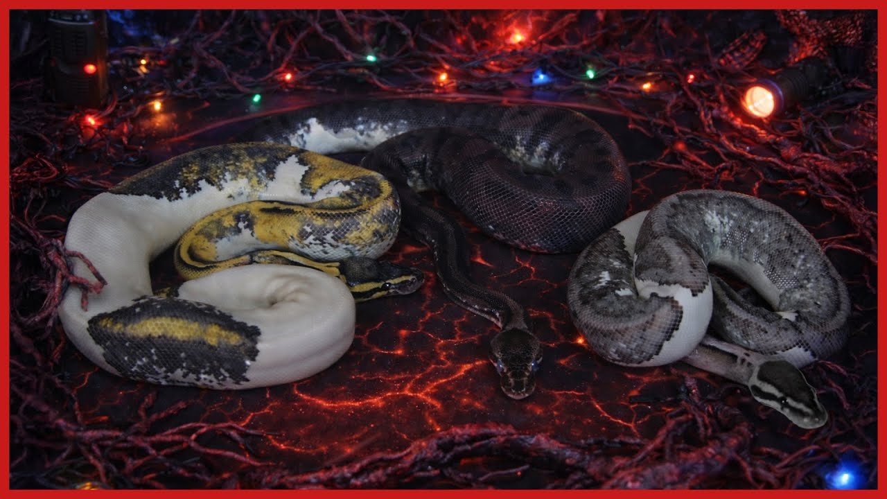 Strange Things are Happening to These Pied Ball Pythons