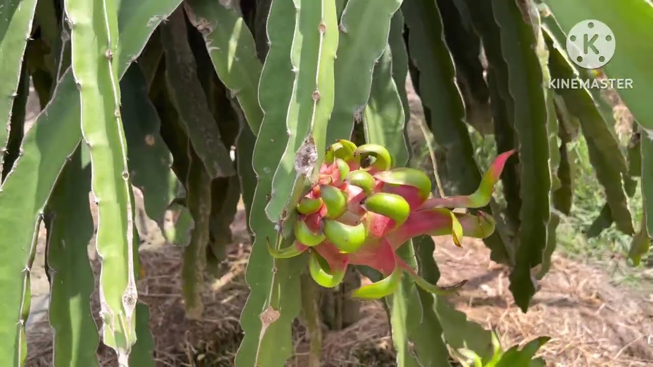 Pitaya no Vietnã