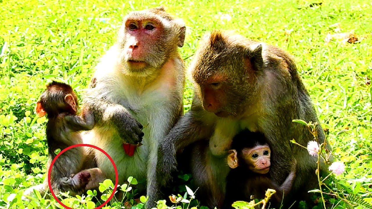 What's This On Janet Little Baby Monkey, What's Happening!