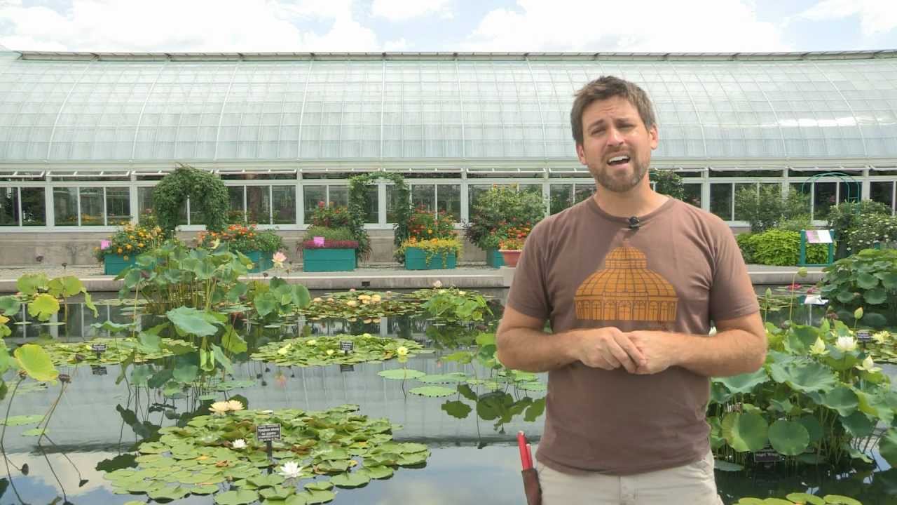 Nymphea Contained: Grow Monet's Water Lilies at Home