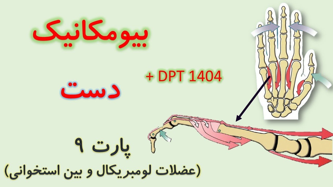 صفر تا صد عضلات لومبریکال و بین استخوانی (بیومکانیک دست) از کینزیولوژی نیومن