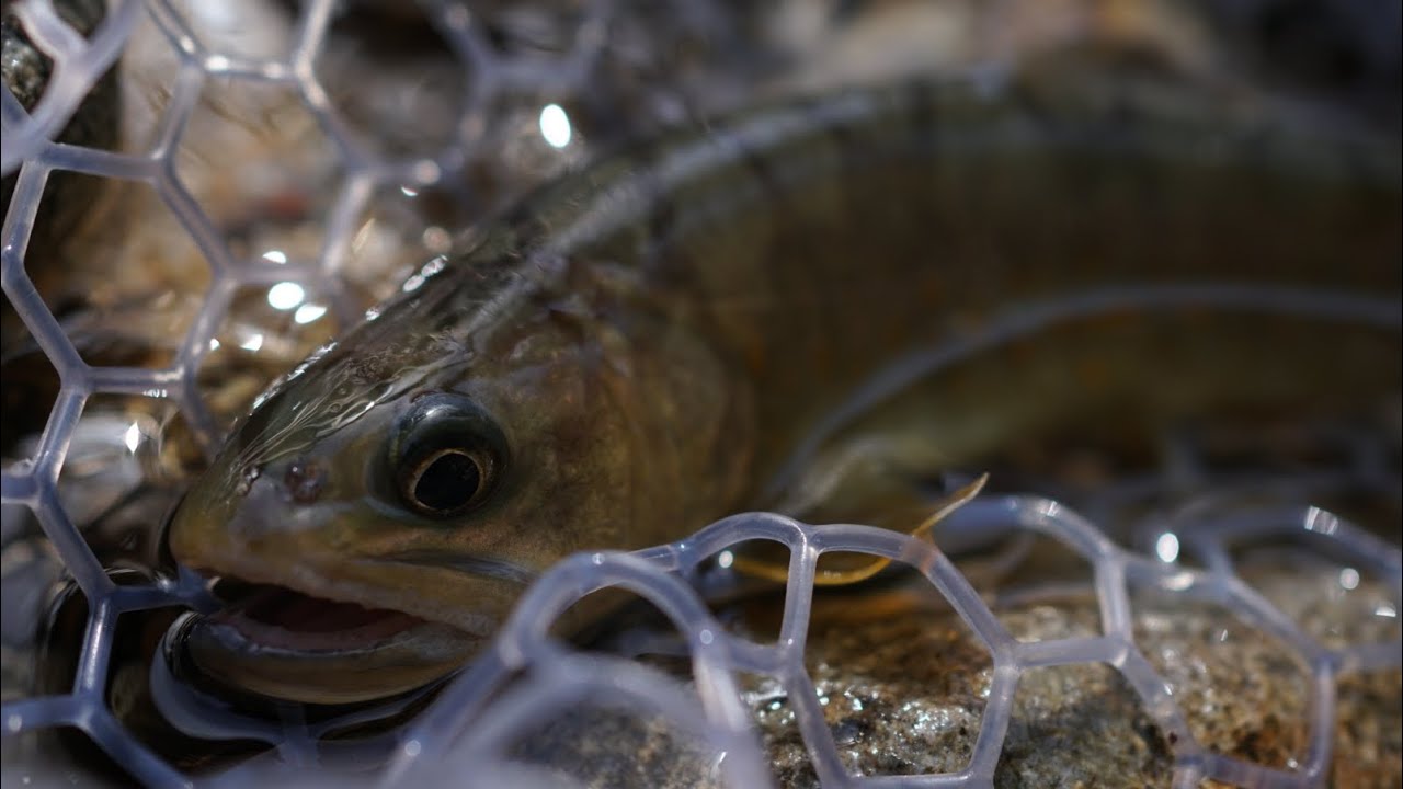 2023 Trout lure Fishing in Japan part 3