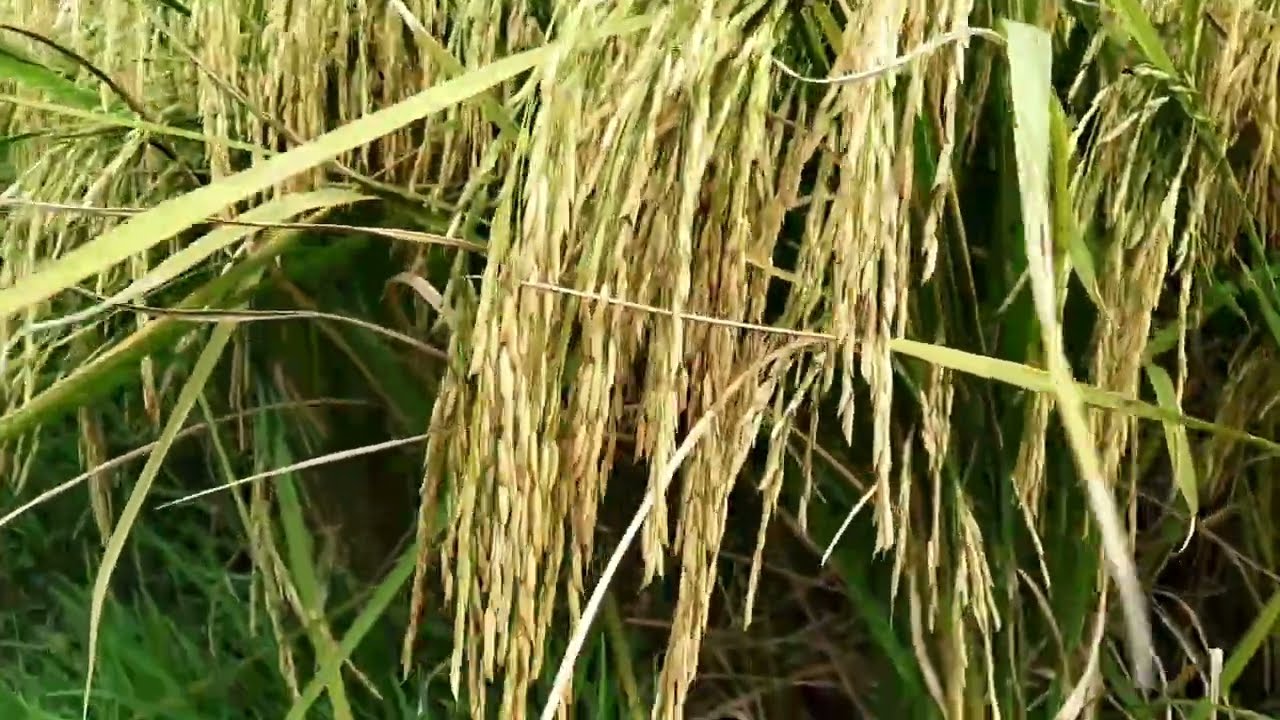 Basmati rice|பாசுமதி விதைநெல்130நாள் வயது|தமிழ்நாட்டில் முதல் முறை| seed 9952637722 scented varietie