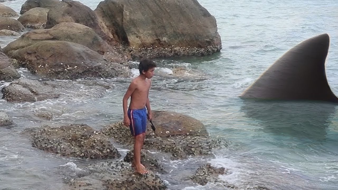 Survival Skill with a Shark