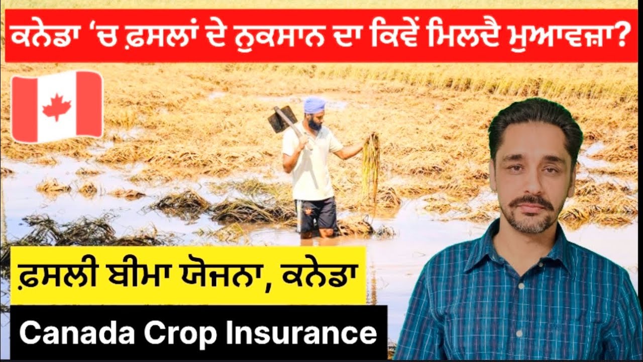 ਕਨੇਡਾ ਨੇ ਕਿਵੇਂ ਲਾਗੂ ਕੀਤੀ ਫ਼ਸਲੀ ਬੀਮੇ ਦੀ ਸਕੀਮ? #cropinsurance #canada 