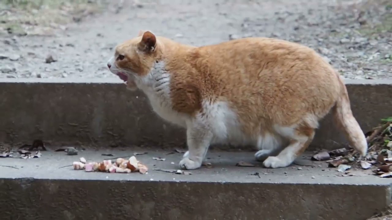 地域猫の暮らし2026/02/03 猫おじさんとにゃんこ