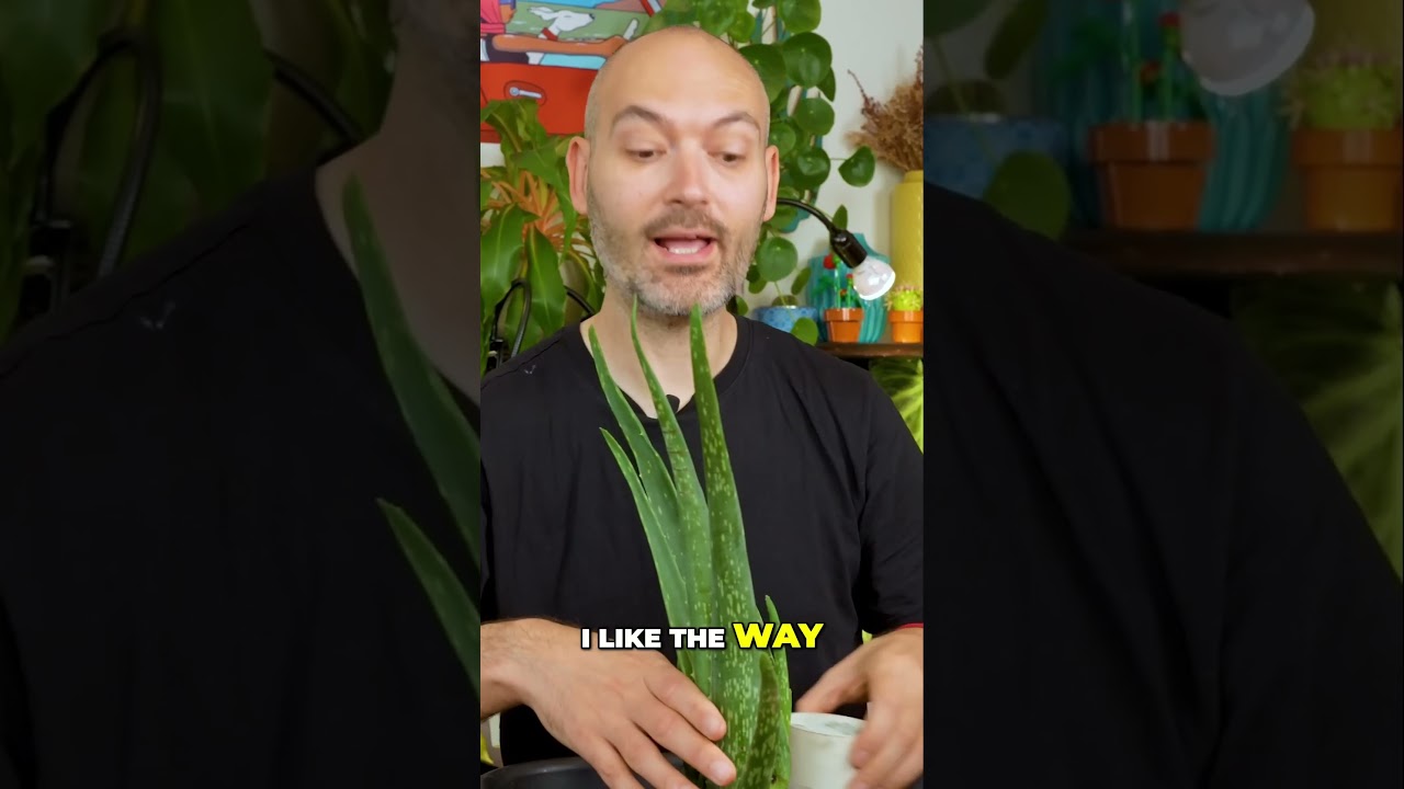 Why Your Aloe is Top Heavy
