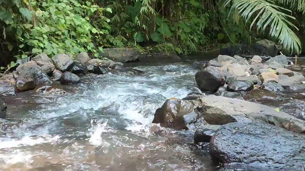Relaxing River Sound for Study & Focus -  Forest Stream Ambience