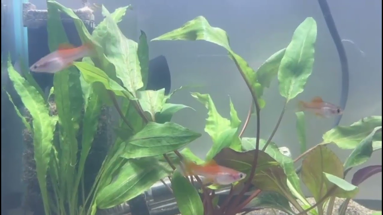 Green Swordtail fish with Orange Genes.