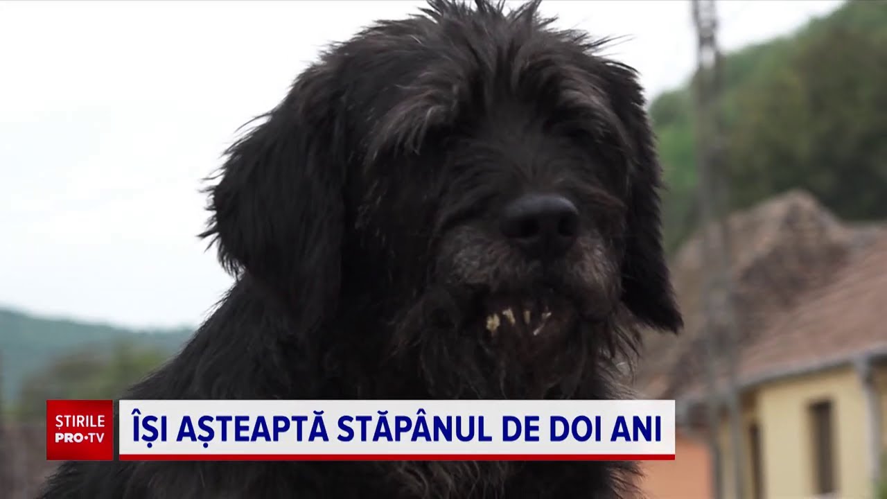 Un câine din Mureș își așteaptă de doi ani stăpânul în fața curții. Omul a murit fulgerător
