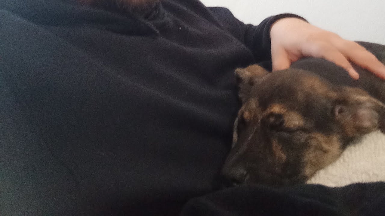 Adoção de animais em Portugal 🥰❤ Conheçam a nova membro da família 🥰🥰 Sasha❤🥰🇧🇷🩵