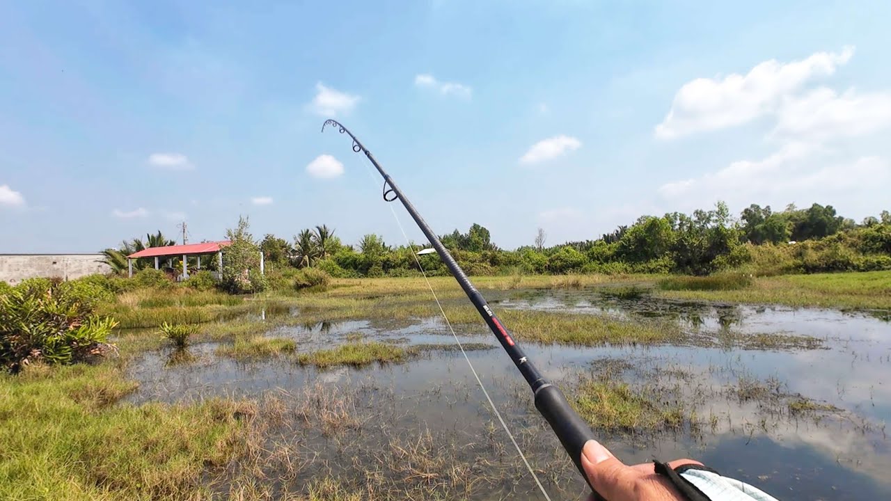 Tập 114: Tân Tập Cần Giuộc cá cũng dễ câu || quay máy là lên  bờ || Câu cá lóc ở  Long An