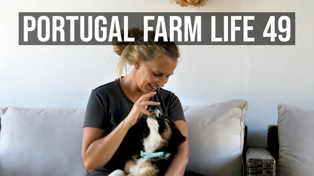 Portugal Farm Life 49 - Installing new windows, doors and something fluffy too!