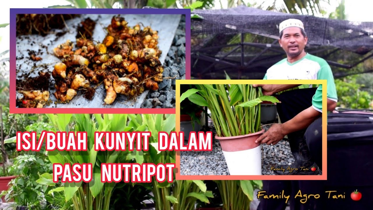 ISI/BUAH KUNYIT DALAM PASU NUTRIPOT