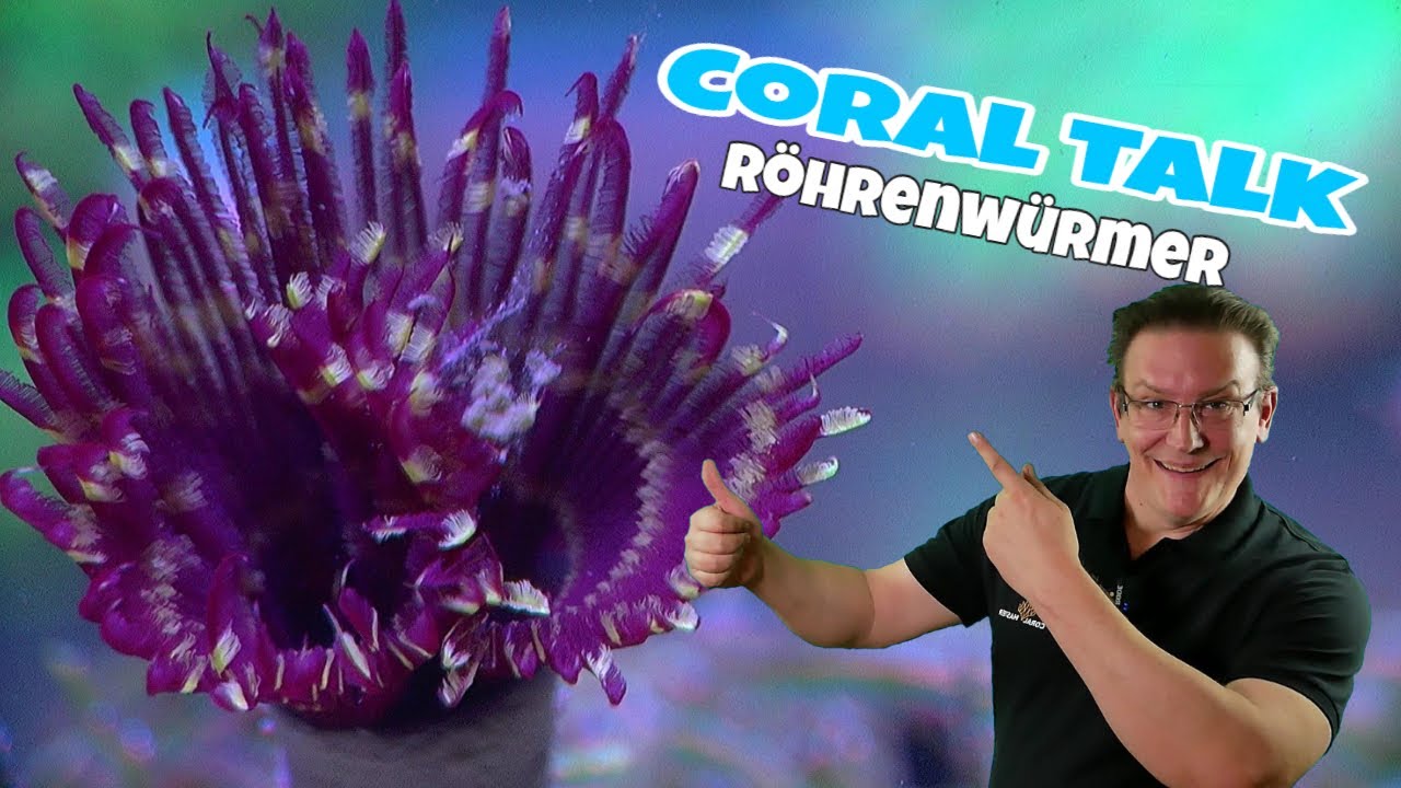 📢Coral Talk über Röhrenwürmer ⭐Peter der Bispira Röhrenwurm⭐