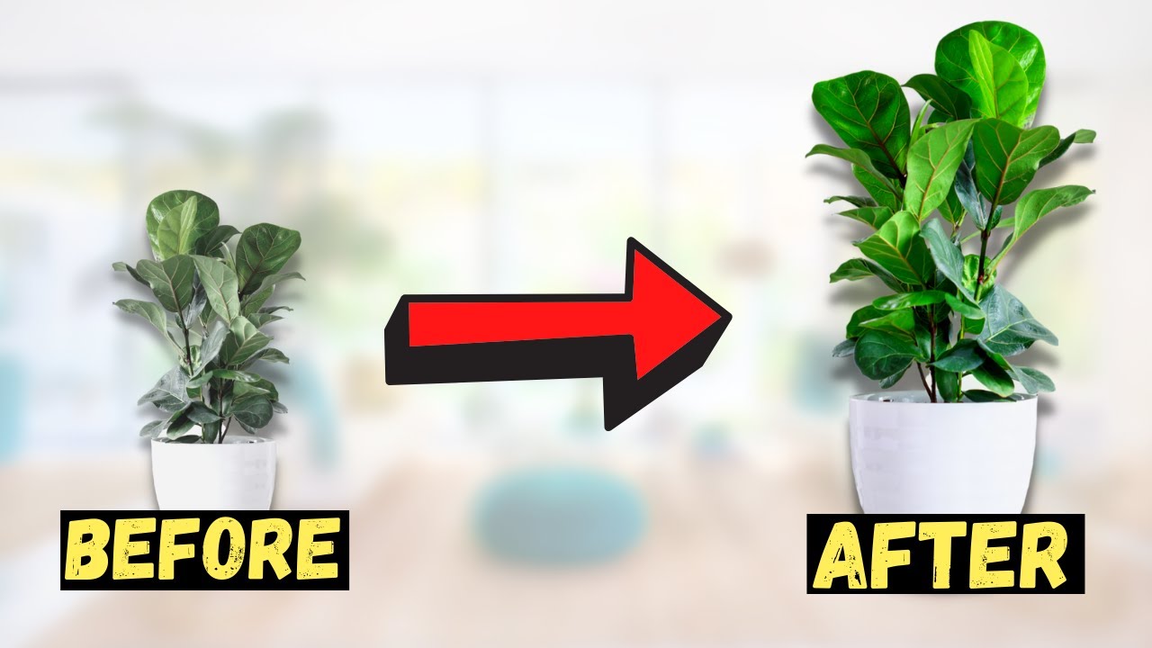 How to Make a Fiddle Leaf Fig GROW BIGGER and FASTER!