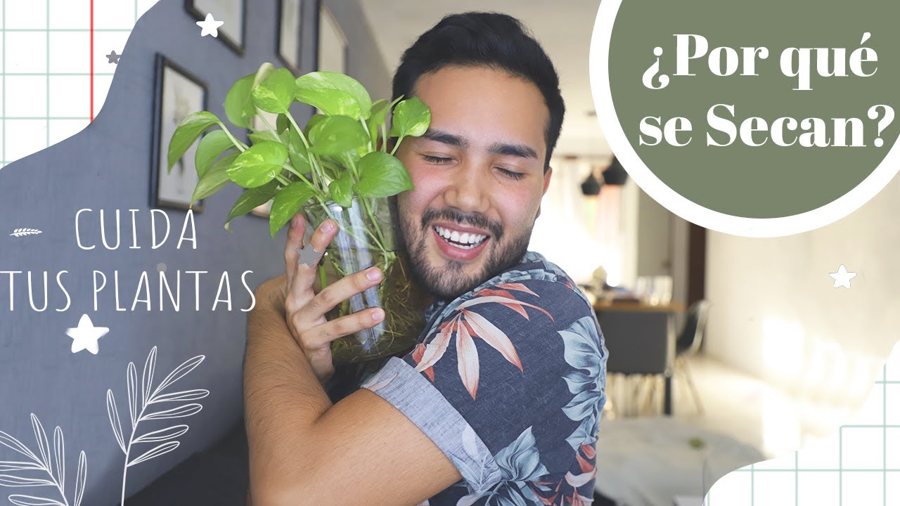 ✅ ¿Por qué se MUEREN las plantas? 😱🌿 + TRUCOS
