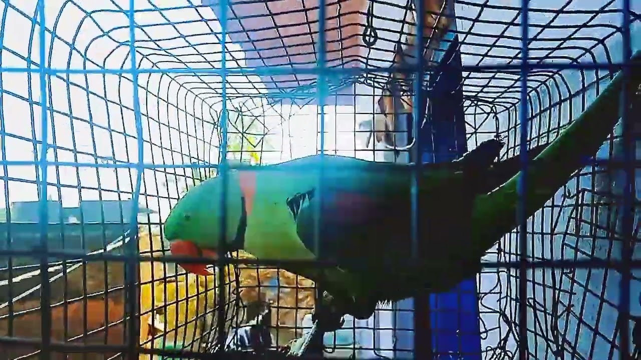 आपका वी तोता ऐसा बोलने लगेगा बस एक बार ये वीडियो देख दो बोलने वाला तोता . parrot talking #viral 