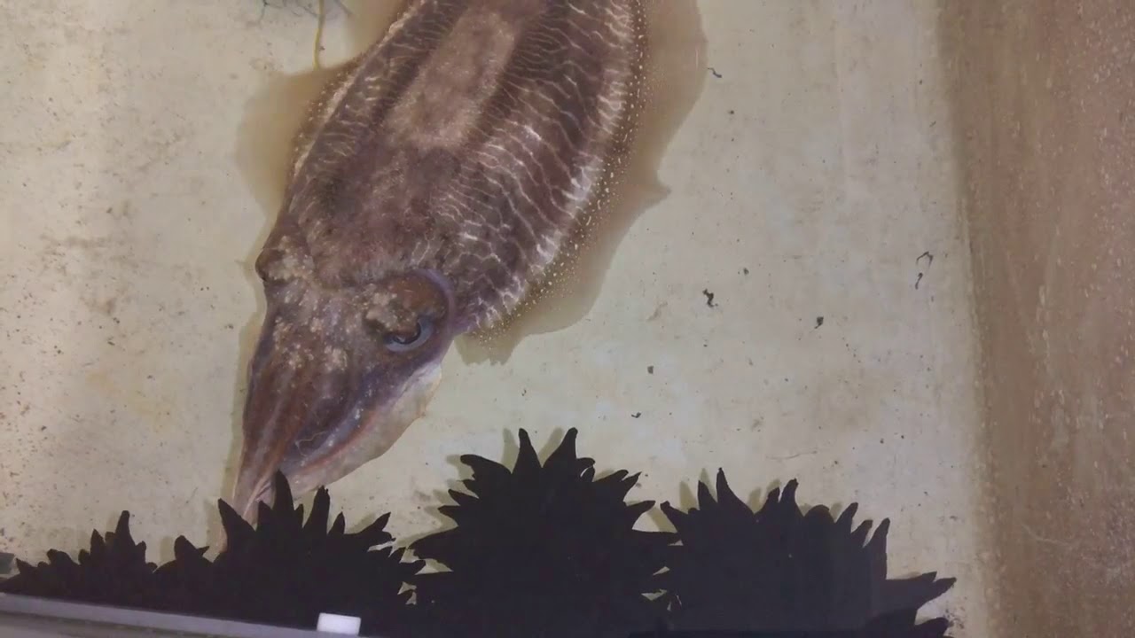 Female cuttlefish laying eggs