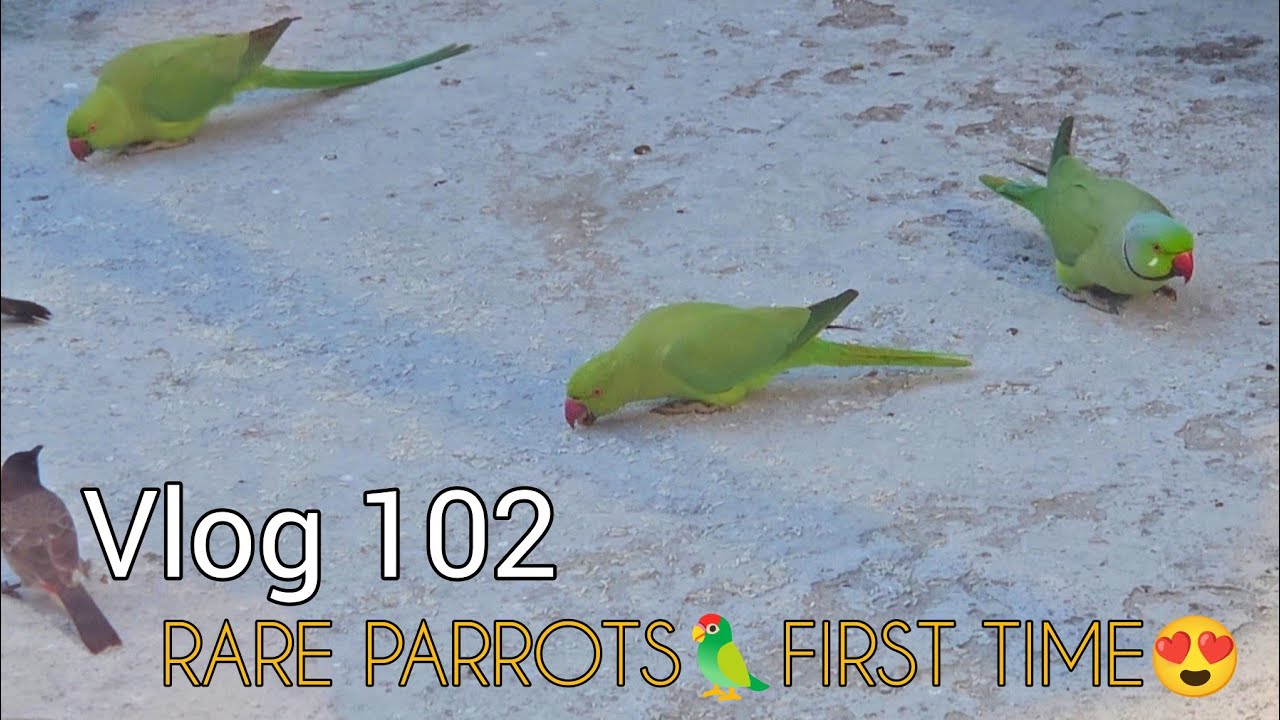 Rare Parrots in My Village Home ❤️ Nature & Temple Work Vlog