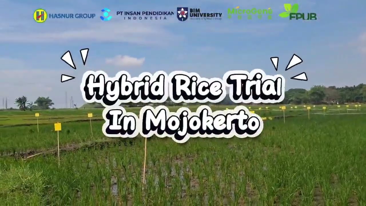 Hybrid rice trial (4)
