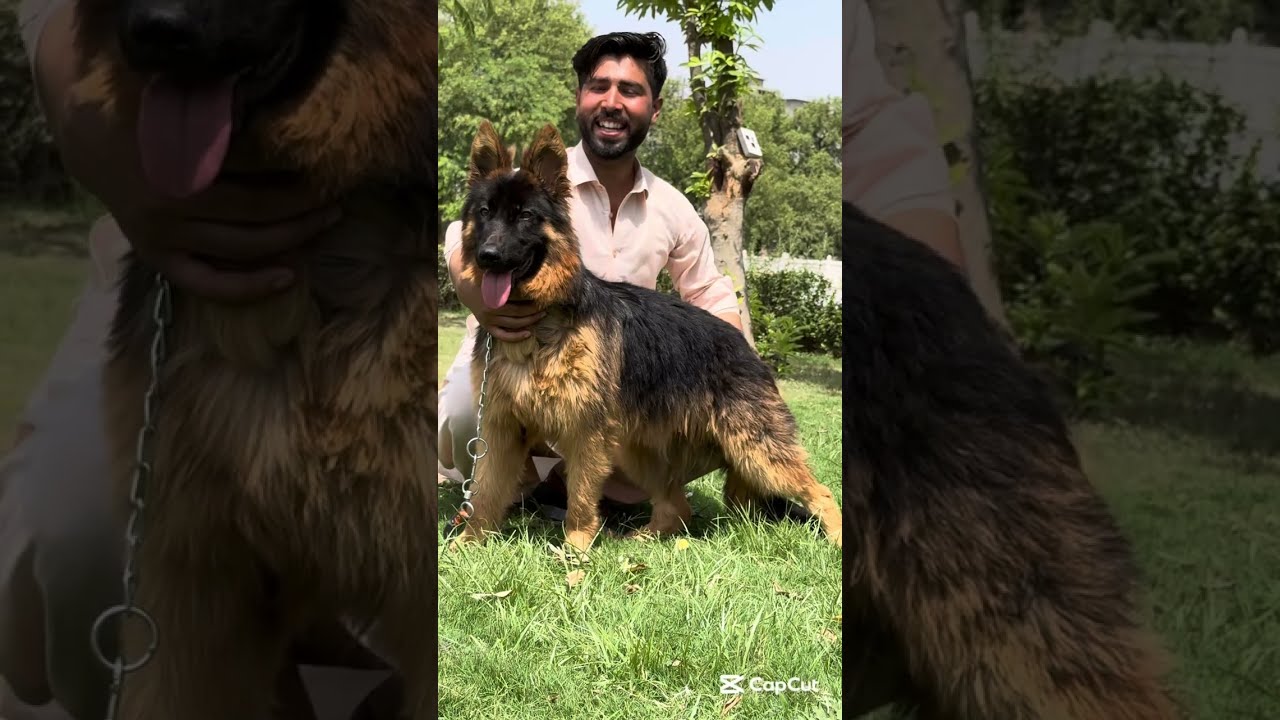 Best long coat gsd puppies 🐶