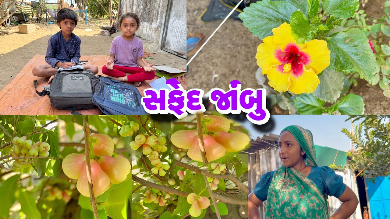 સફેદ જાંબુડા ના લુમખાા આવી ગયા 🍐nirav badho vadhi nakhyo🌾 dhanji ni moj
