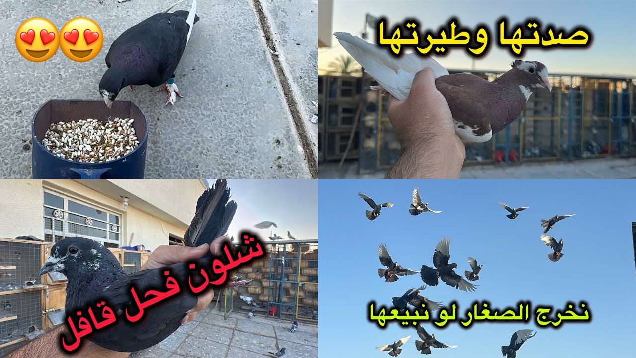 صيد فحل قافل😍صدت زبيريه بحمر وطيرتها😂😂