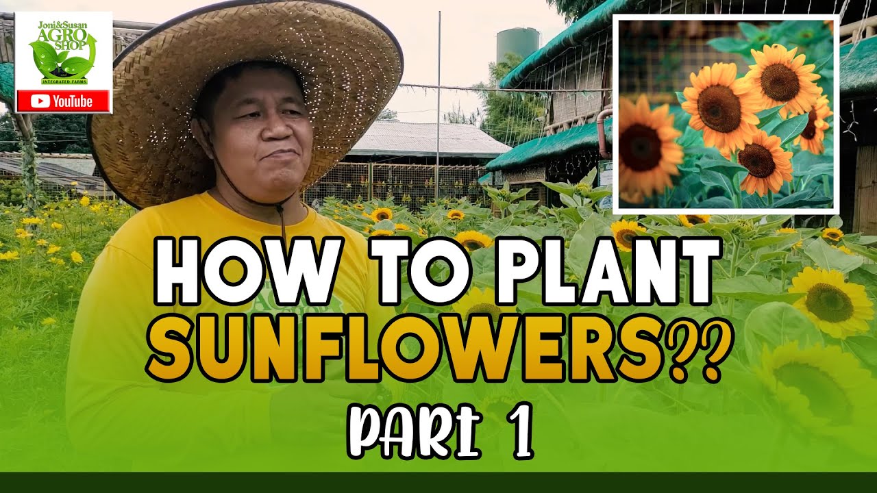 HOW TO PLANT SUNFLOWERS? PART 1