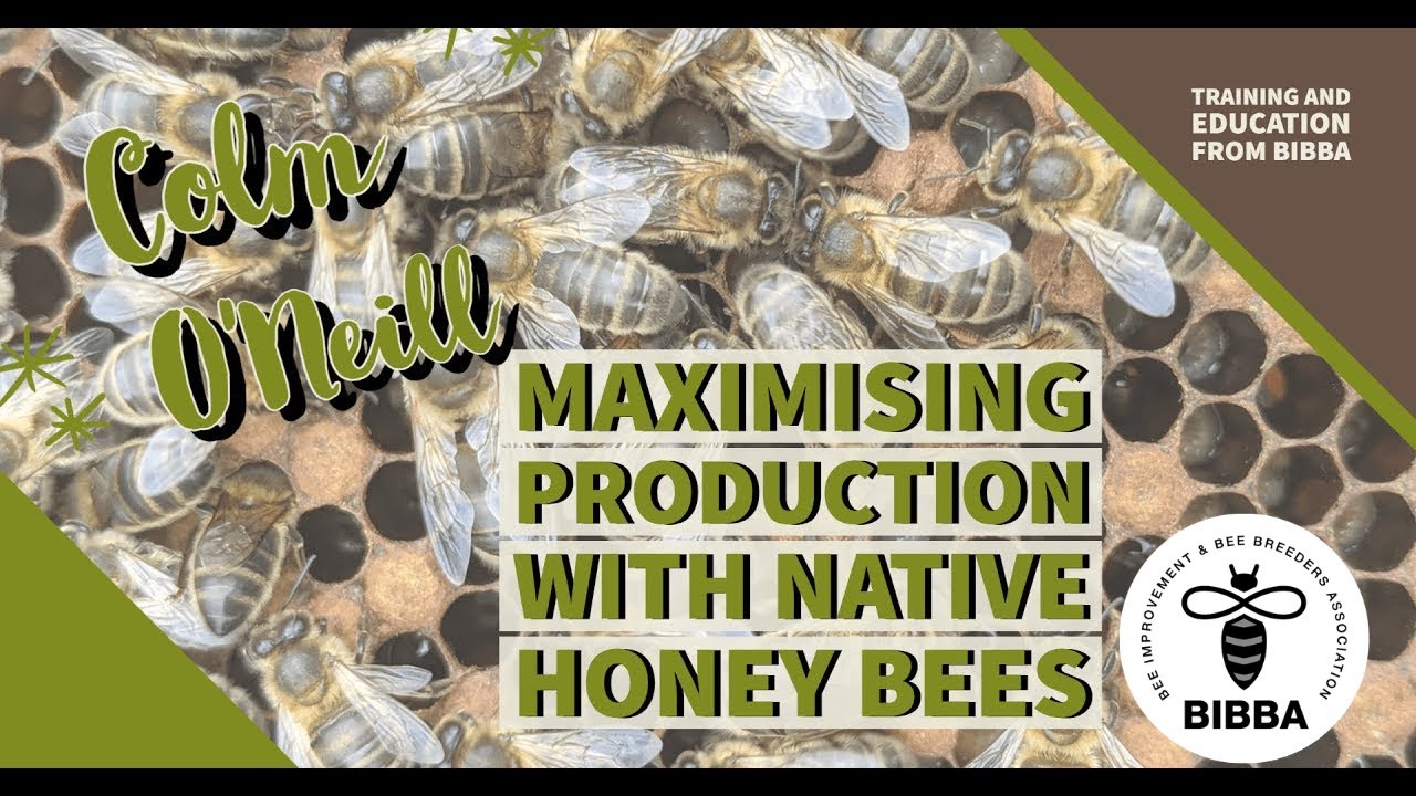 Maximising production with native honey bees - Colm ONeill