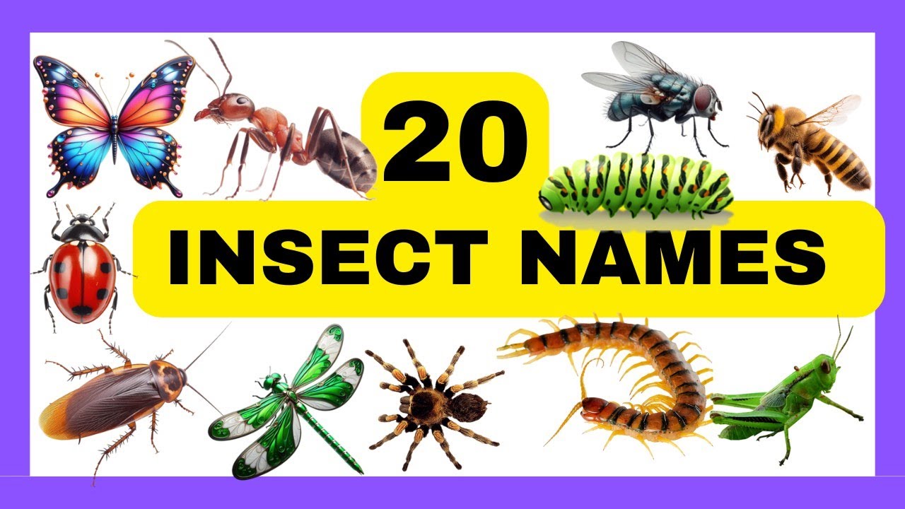 Learn 20 Insect Names in English|Insect Names with spellings|Insect vocabulary|preschool learning