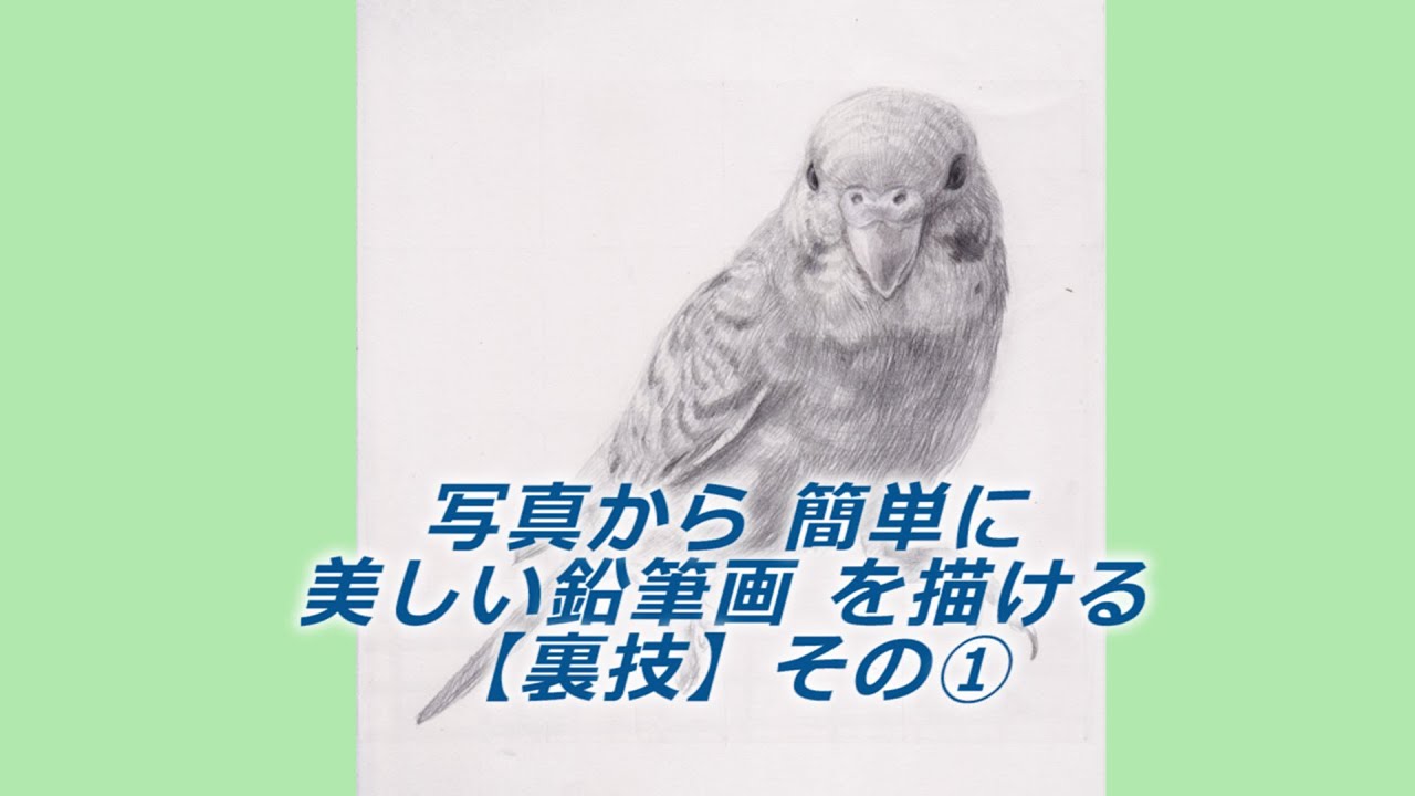 【入門】写真から簡単に美しい鉛筆画を描ける【裏技】その①【おうち時間】【デッサン】【セキセイインコ】